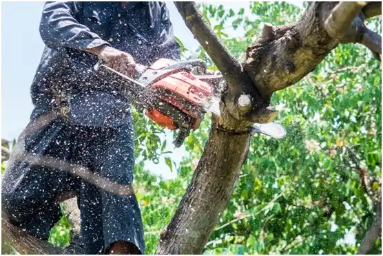 tree services Hampton